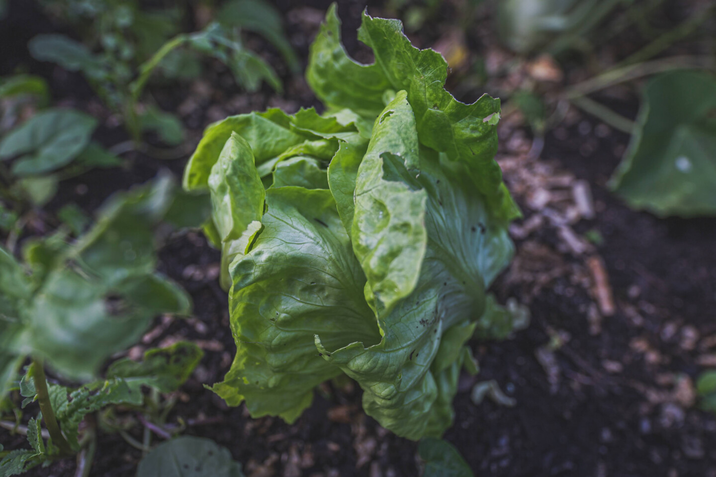 Der eigene Salat im Gewächshaus oder im Hochbeet?