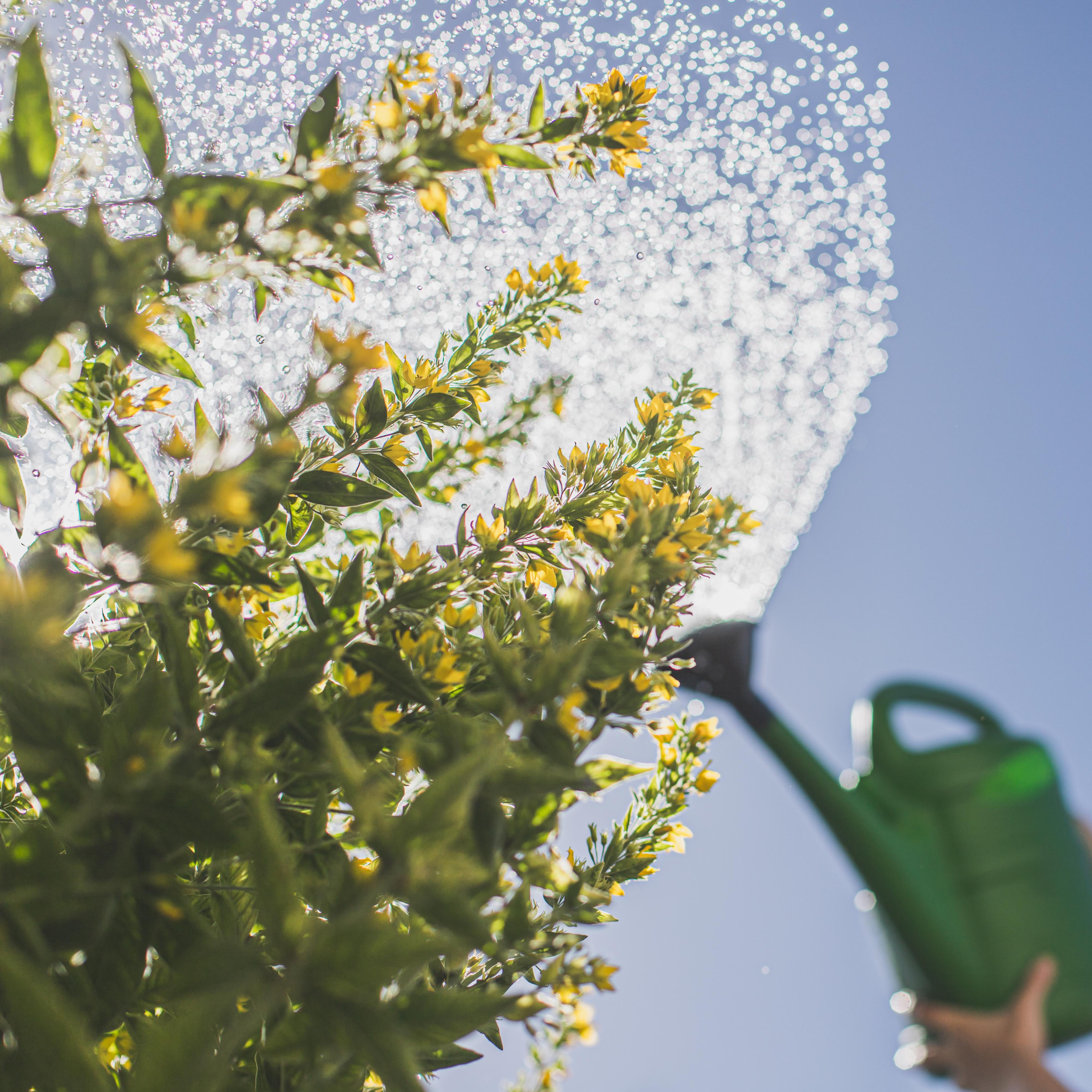 Bewässerung während der Urlaubszeit