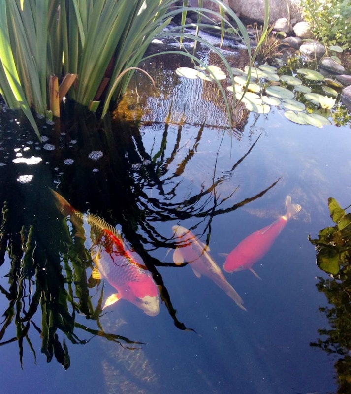 Schatten ist elementar für die Kois, da ihre Haut Sonnenlicht nicht gut verträgt. Die Kois im Teich versteken sich Im Schatten der Wasserpflanzen.