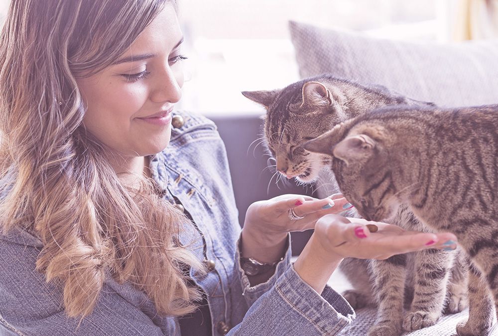 Katzen Trockenfutter von Happy Cat