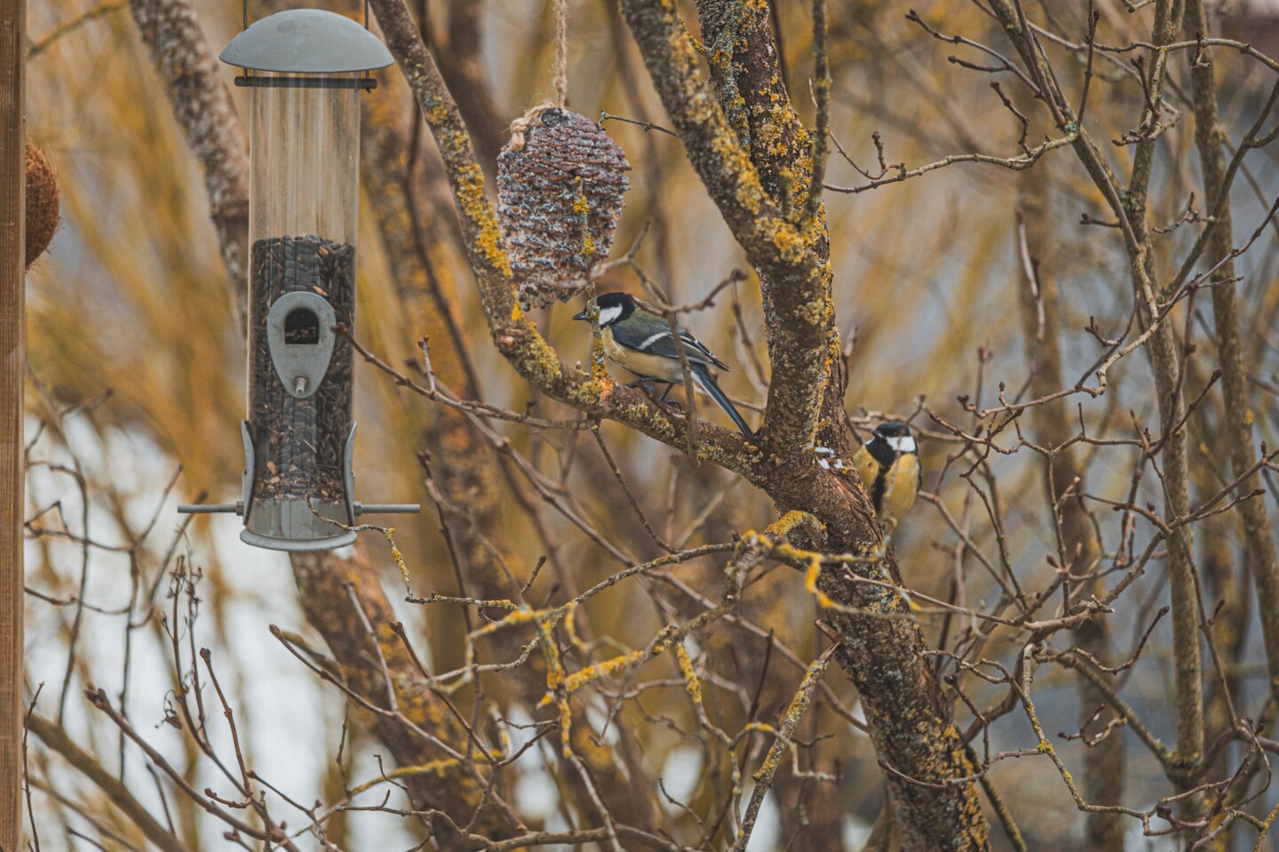 Futterspender gefüllt mit hochwertigen Körnern