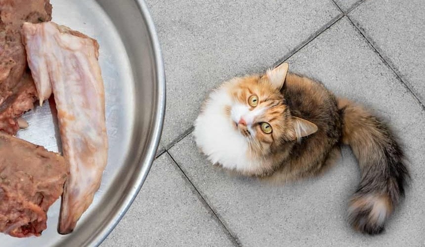 Mischung BARF für Katzen Katze sitzt unterhalb einer Futterschüssel mit Fleisch