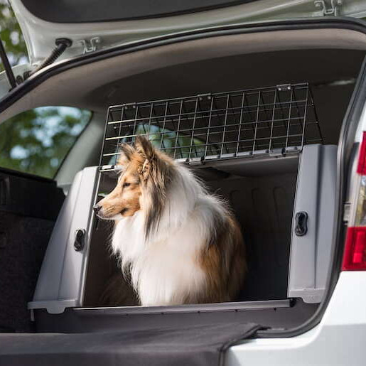 Benötige ich eine Transportbox? Reisen mit Hund!