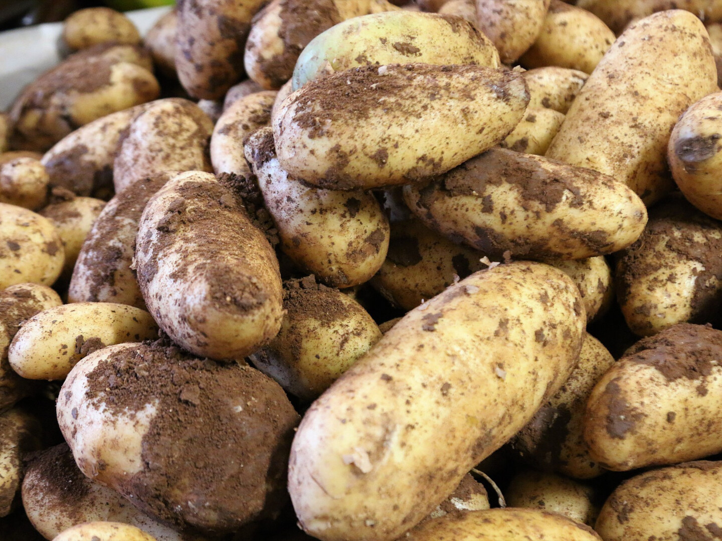 Kartoffeln, frisch geerntet