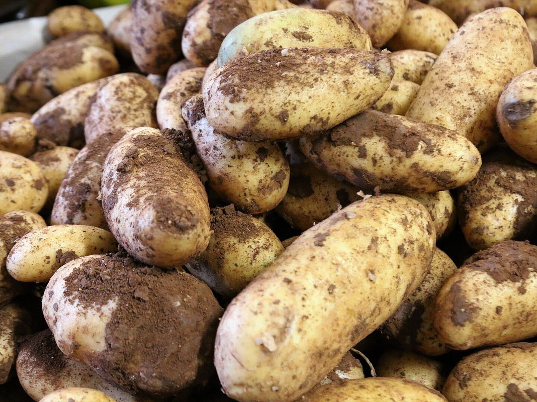 Kartoffeln, frisch geerntet