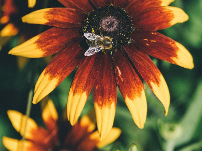 Insektenfreundlicher Garten