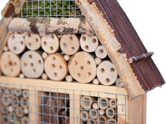 Dein Gartenprojekt mit fliegenden Freunden