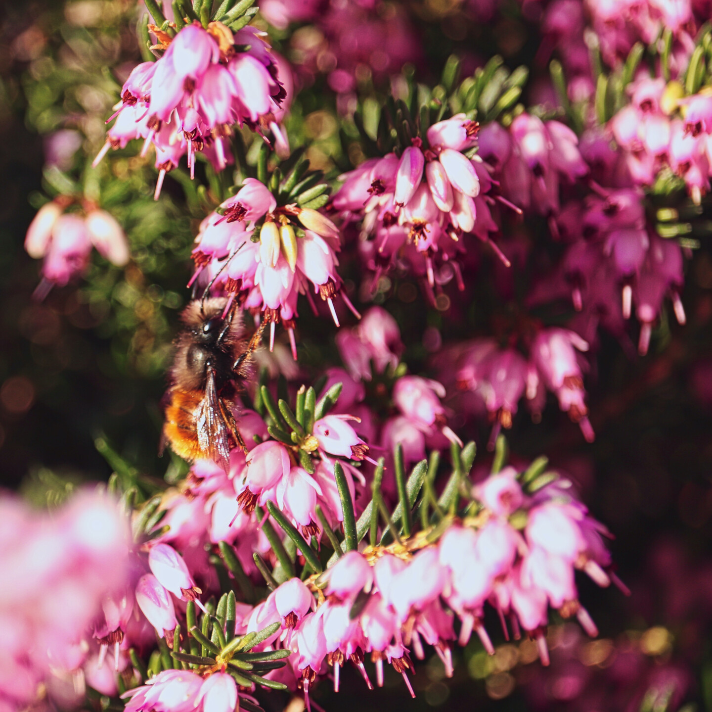 Blühende Heide mit Hummel