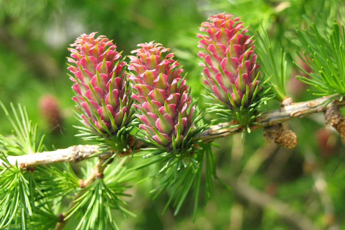 Lärchenast mit grünen Nadeln und drei jungen Zapfen
