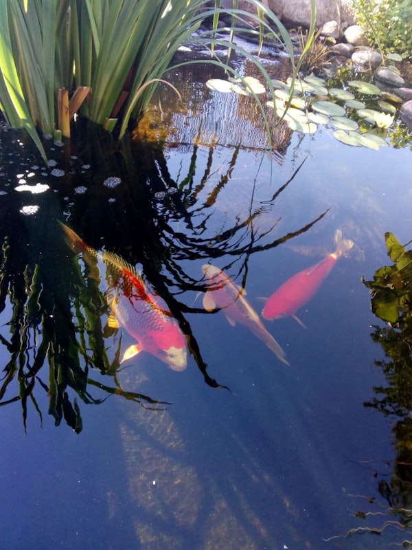 Fische im Gartenteich Fische im Gartenteich