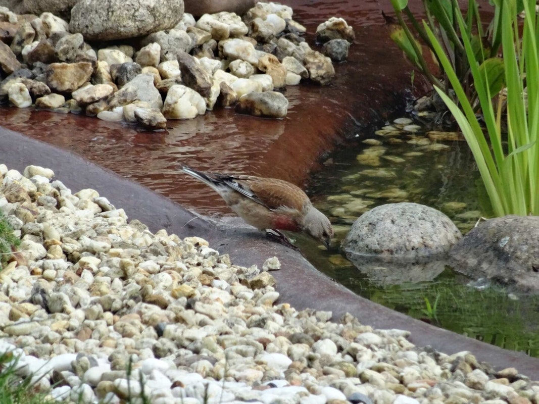 Vogel trinkt aus Teich Vogel trinkt aus Teich