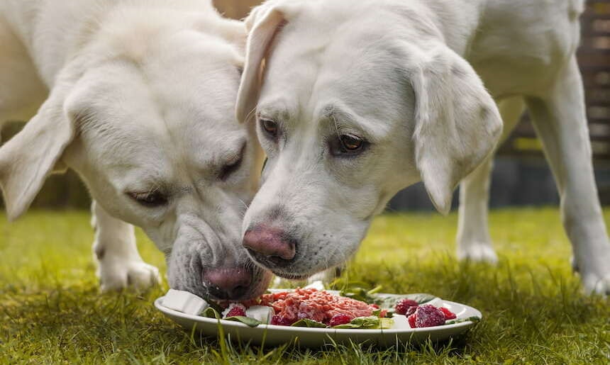 Tipps zum BARFen Zwei Hunde, die BARFen