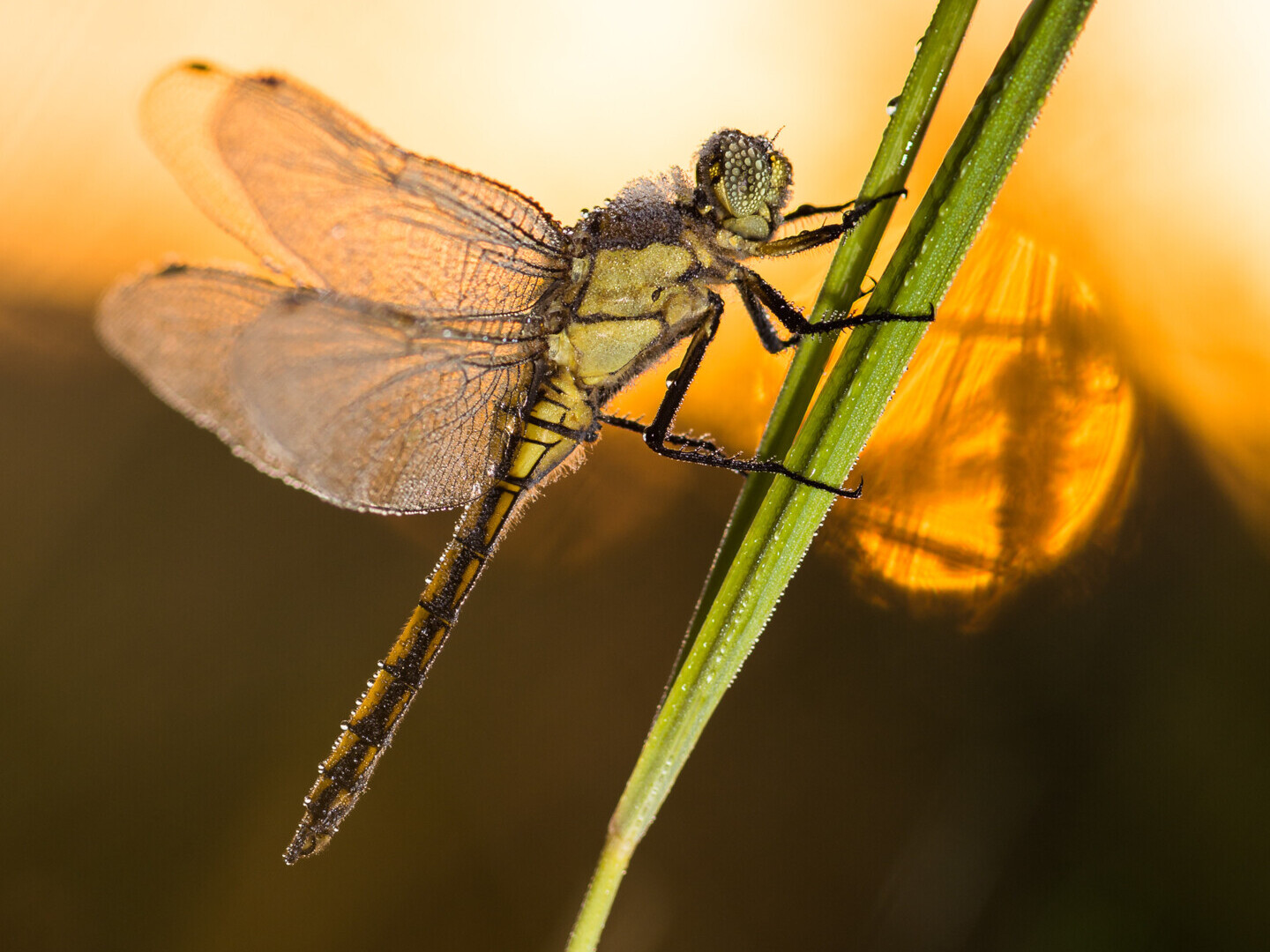 Gartenteich und Biodiversität