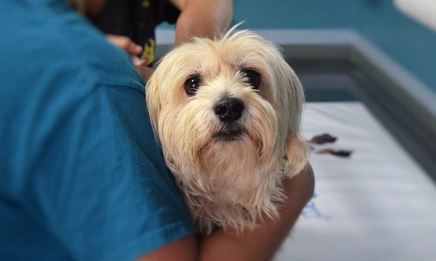 Tierarzt hält Hund auf dem Arm zur Behandlung Kleiner weißer Hund wird vom Tierarzt behandelt