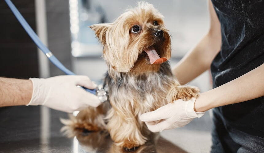 Kleiner hellbrauner Hund wird ärztlich untersucht und abgehört Kleiner hellbrauner Hund wird ärztlich untersucht und abgehört