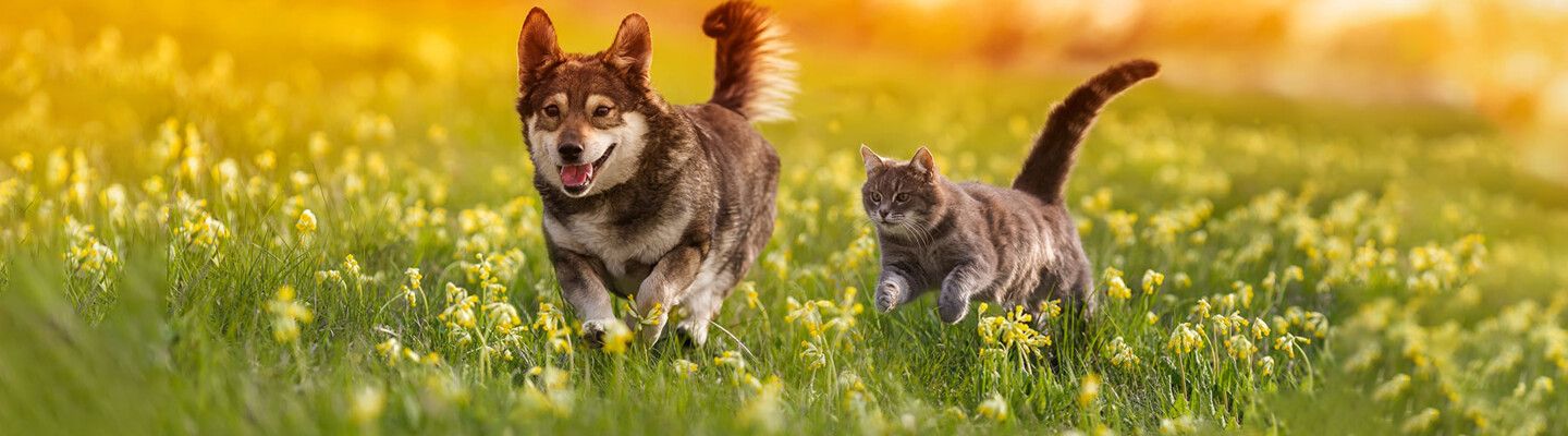 Unsere neuen Onlineshops für Tierbedarf