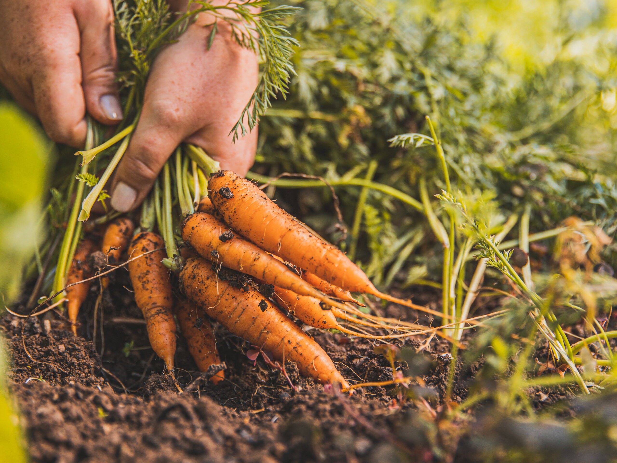 Lebensmittel selbst anbauen - Selbstversorgung Content Bild