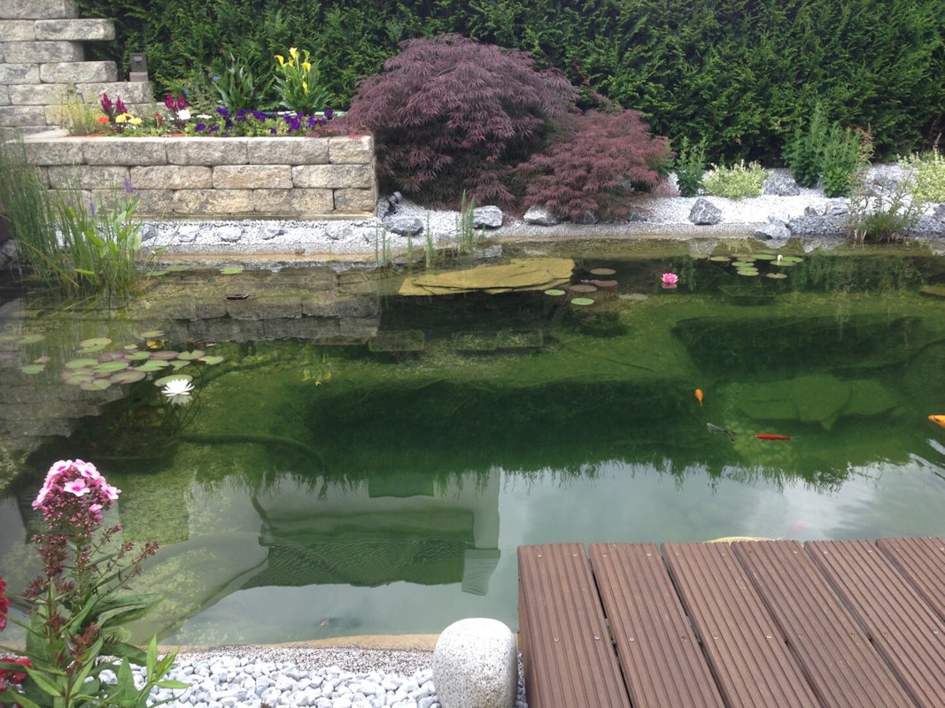 Fischteich Ein schöner Gartenteich mit Fischen