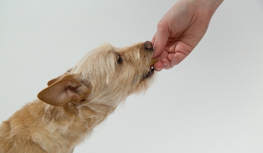 Ein Hundekeks gefällig? Hund wird mit Leckerli gefüttert