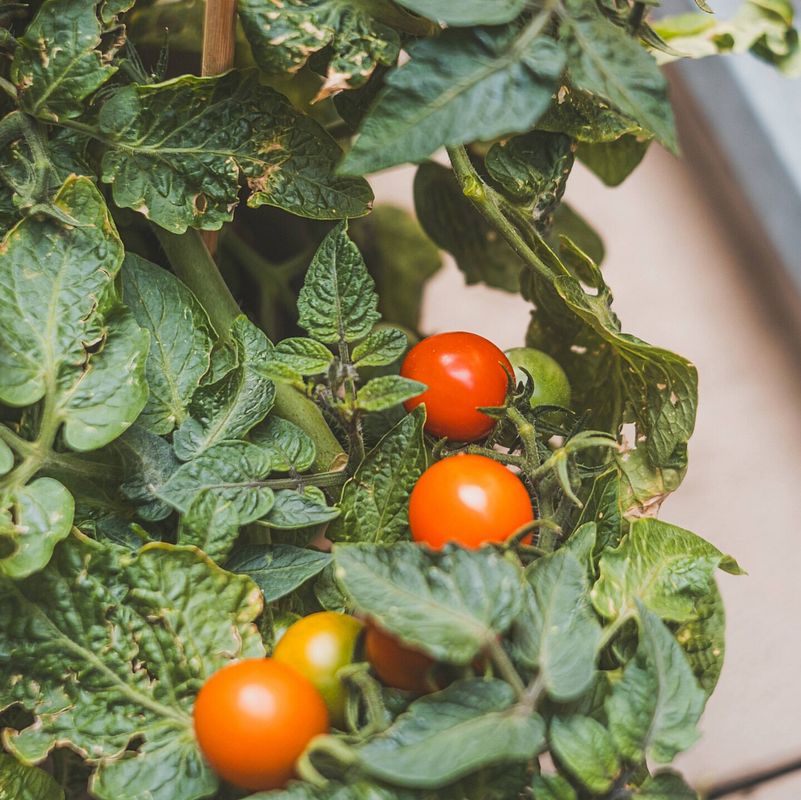 Naschtomaten eignen sich super auch für den Balkon