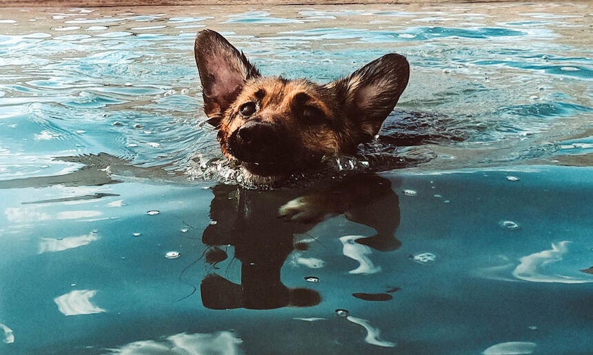 Hunde gehen anders mit Hitze um. Daher ist Abkühlung so wichtig! Schäferhund der im Wasser schwimmt