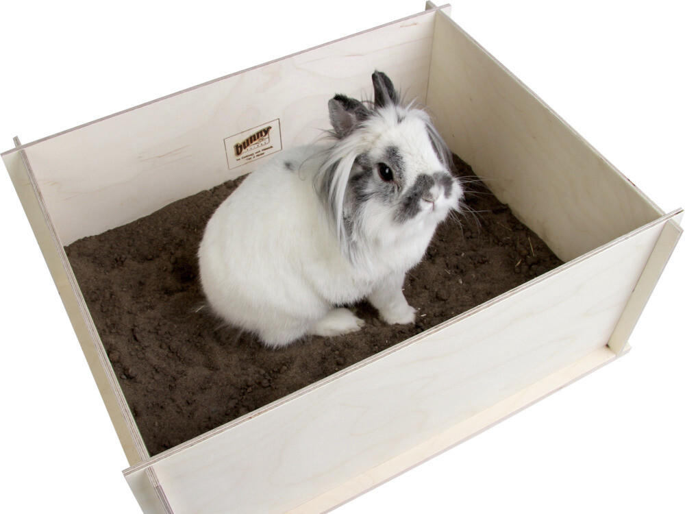 Zotteliges Kaninchen in einer Box