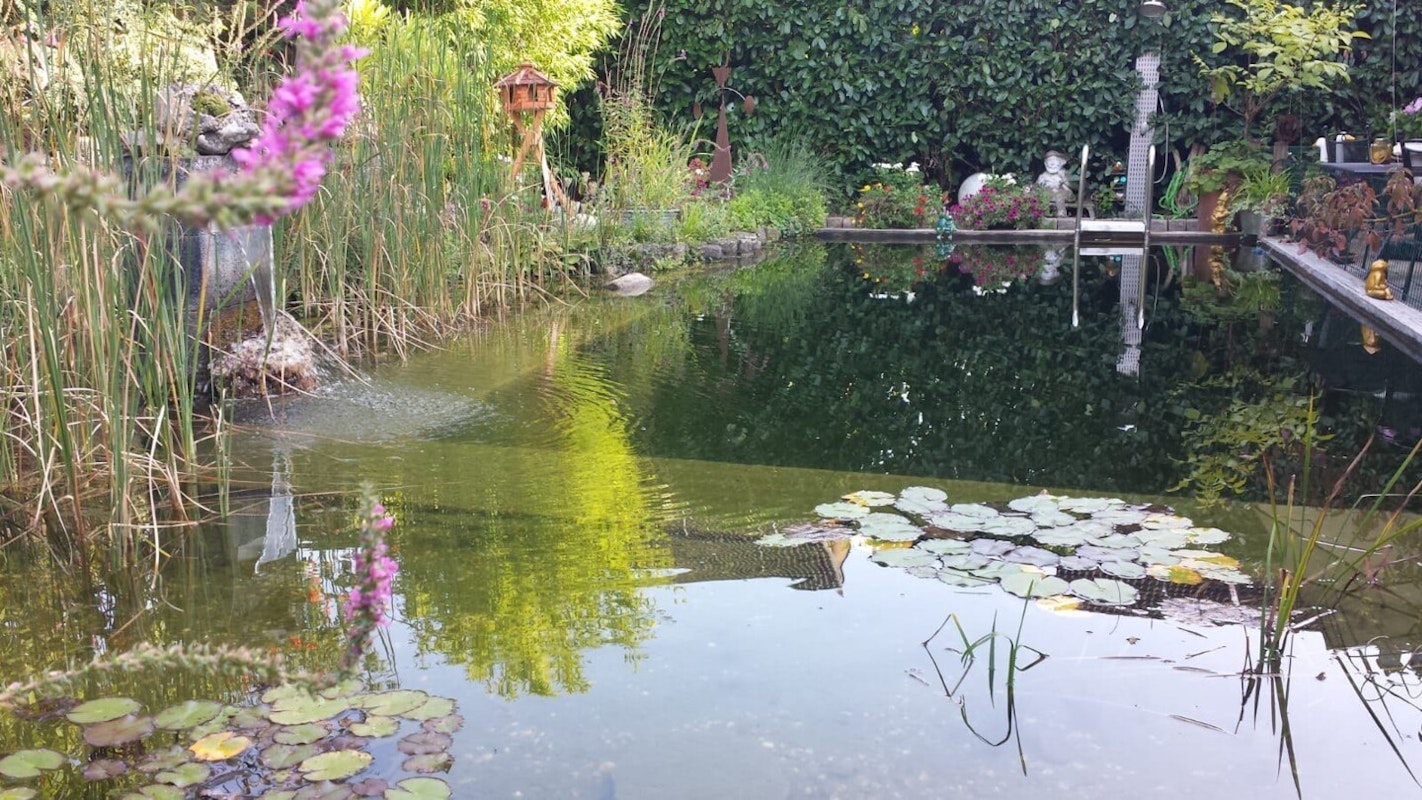 Schwimmteich mit Blumen