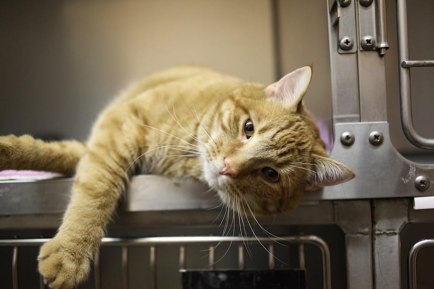 Katze im offenen Käfig Katze liegt in einem geöffneten Haustierkäfig