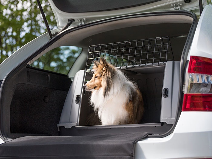 Hund Transport & Reise Ein Hund ruht friedlich in einer Transportbox im Kofferraum.