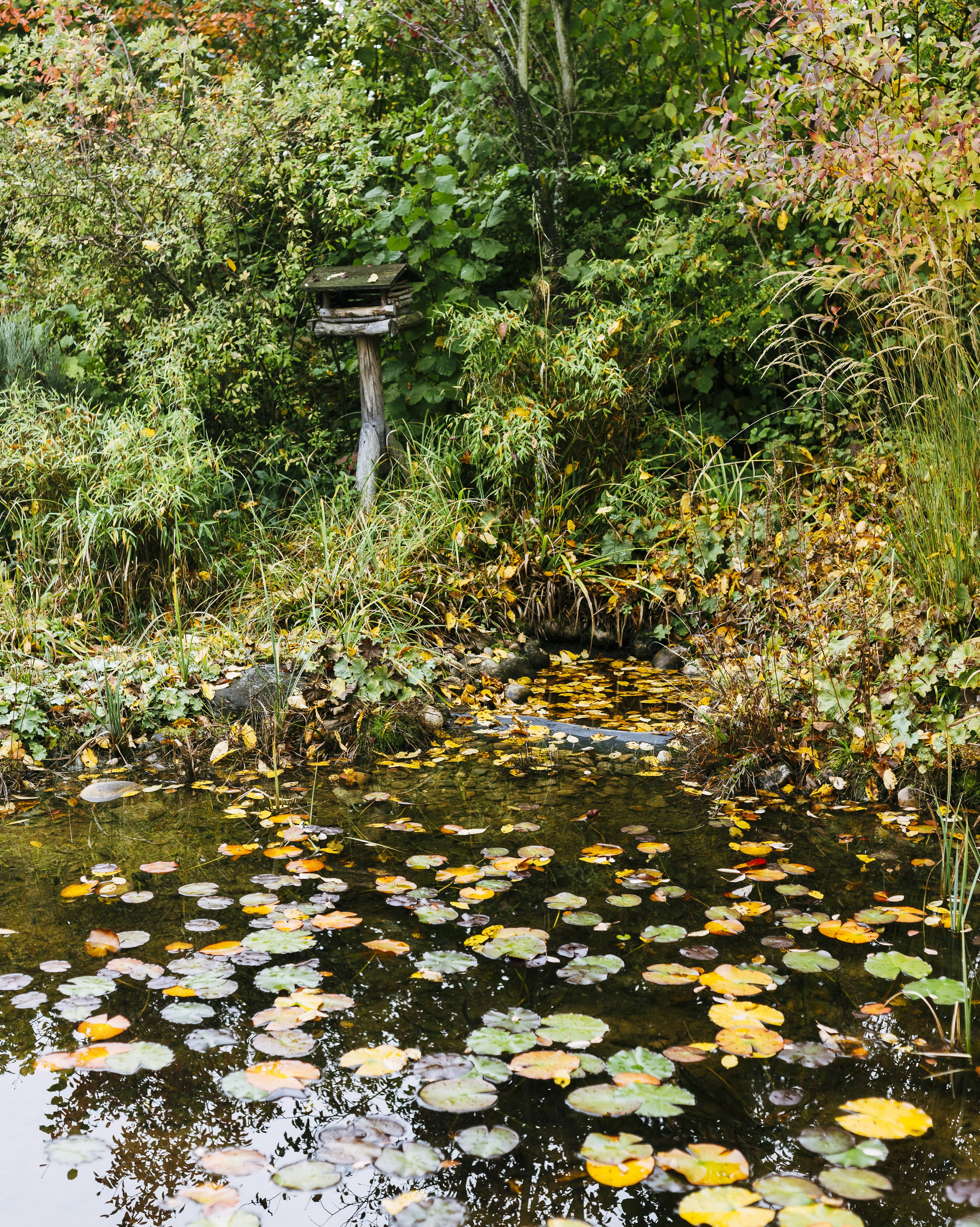 Teichpflege im Herbst! Teaser Bild 1