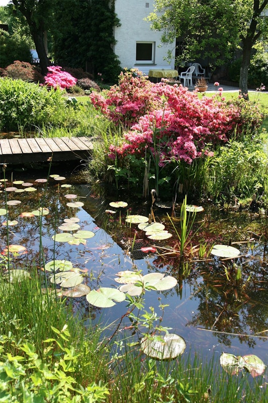 Der Teich passt sich perfekt in den naturnahen Garten ein. Naturnaher Teich mit klarem Wasser umgeben von Büschen und Bäumen.