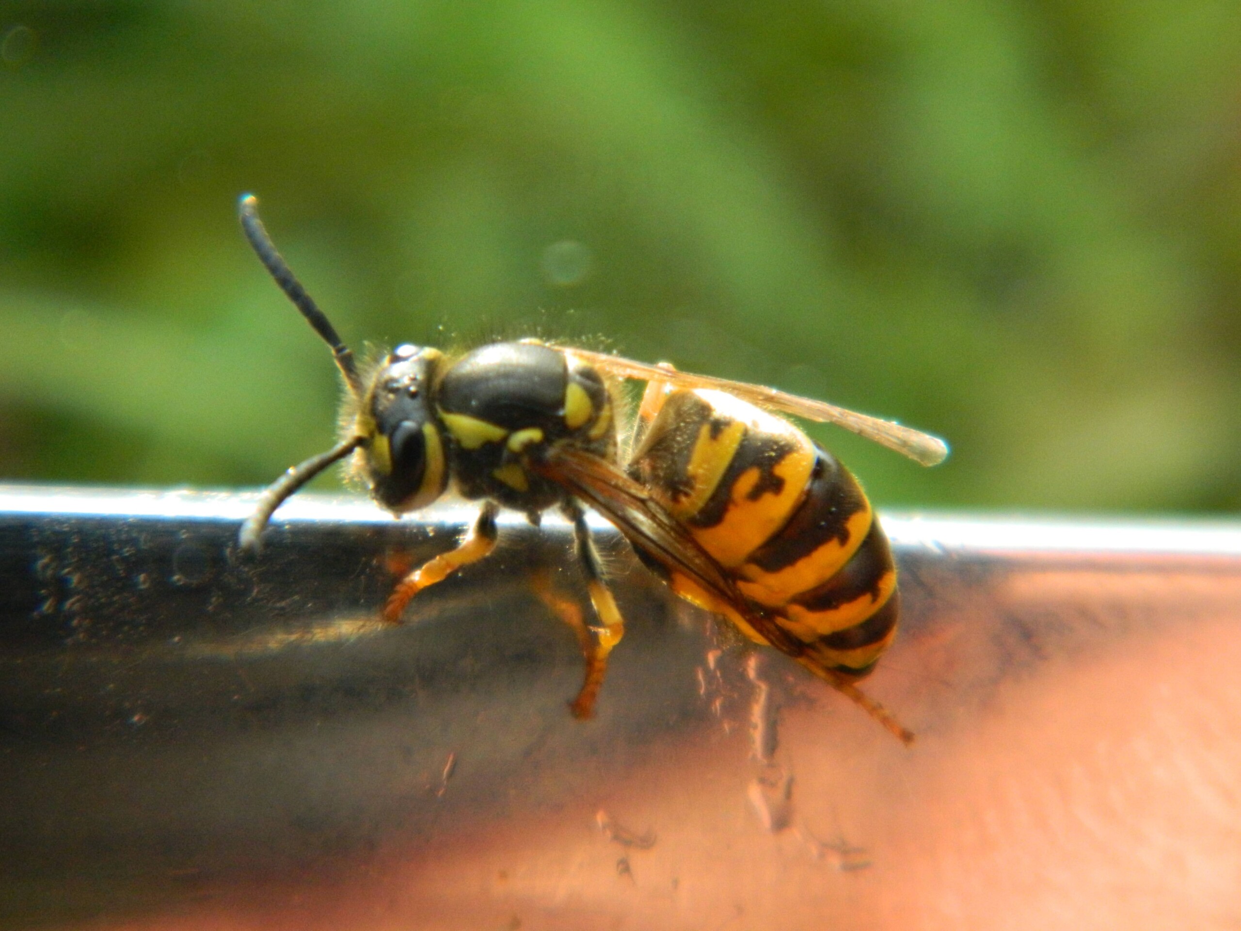 Wespen sicher vertreiben*