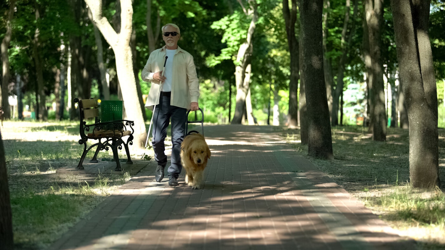 Mann mit Blindenhund im Park Ein älterer sehbeeinträchtigter Mann geht mit seinem Blindenhund im Park spazieren