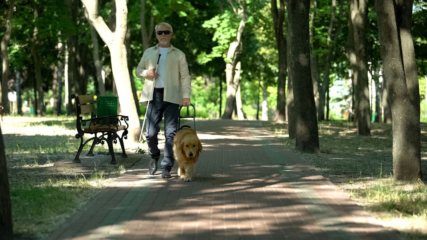 Ein älterer sehbeeinträchtigter Mann geht mit seinem Blindenhund im Park spazieren