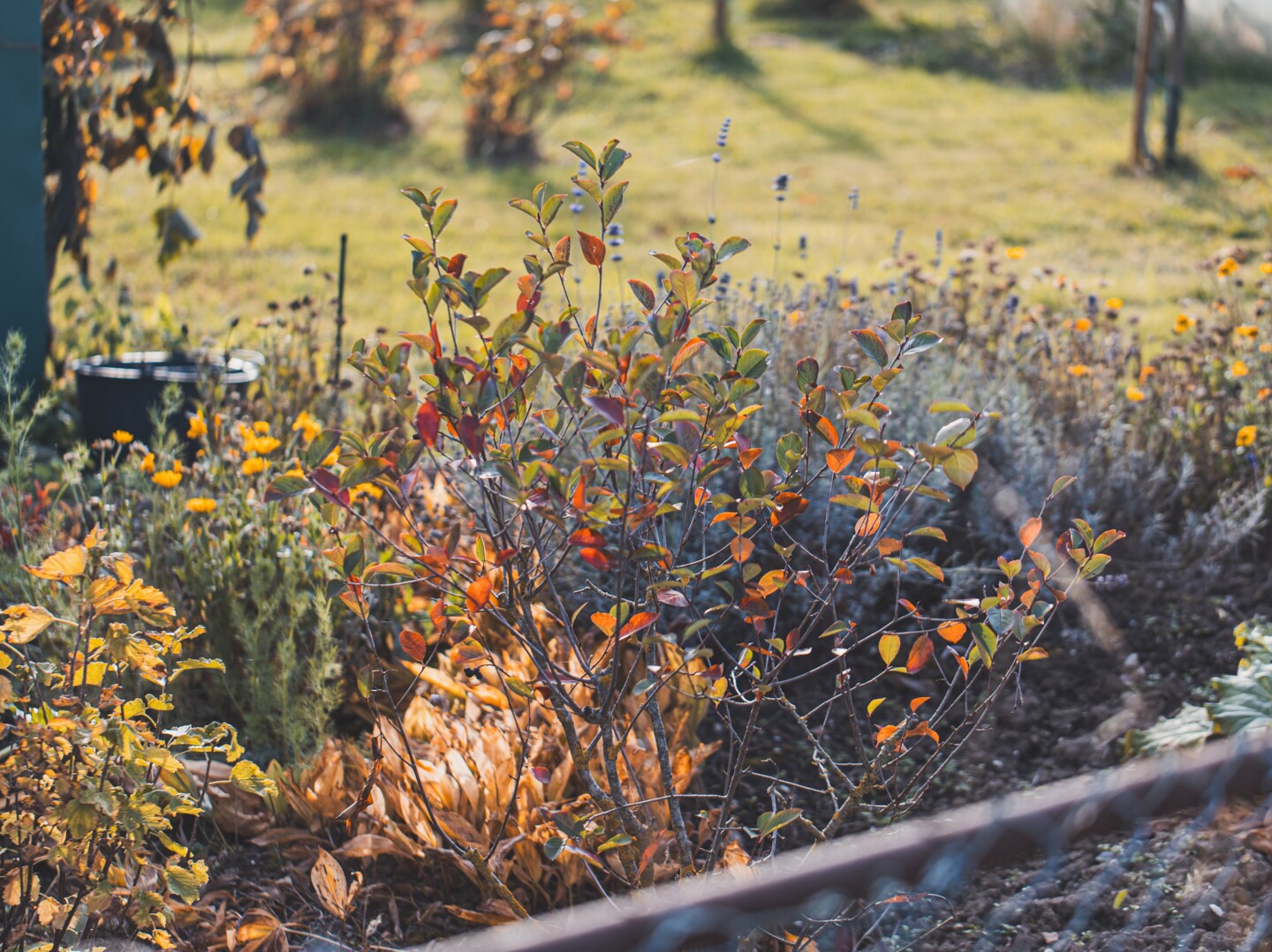 Auch ein Blumenkasten kann in herbstlichen Farben strahlen