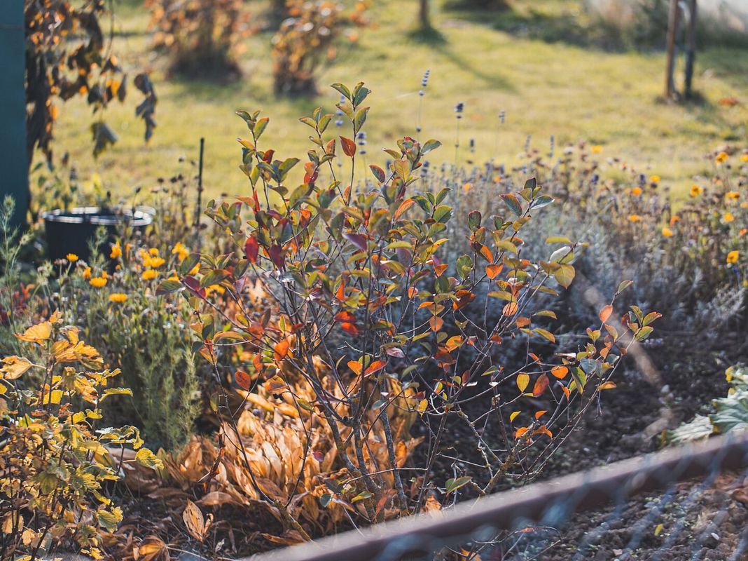 Auch ein Blumenkasten kann in herbstlichen Farben strahlen