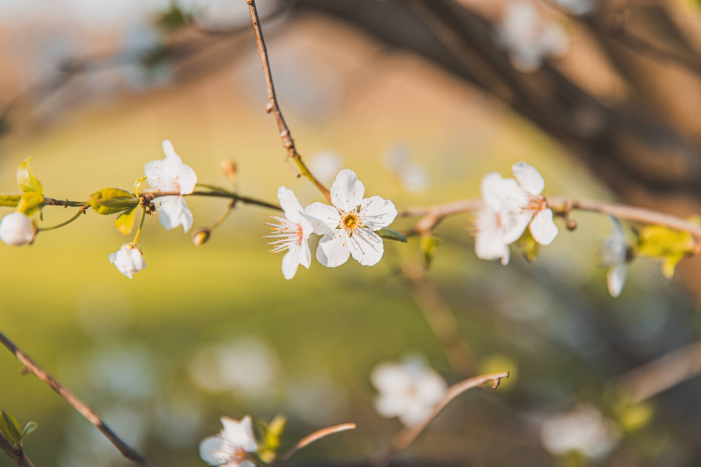 Besonders schön sind auch blühende Obstgehölze