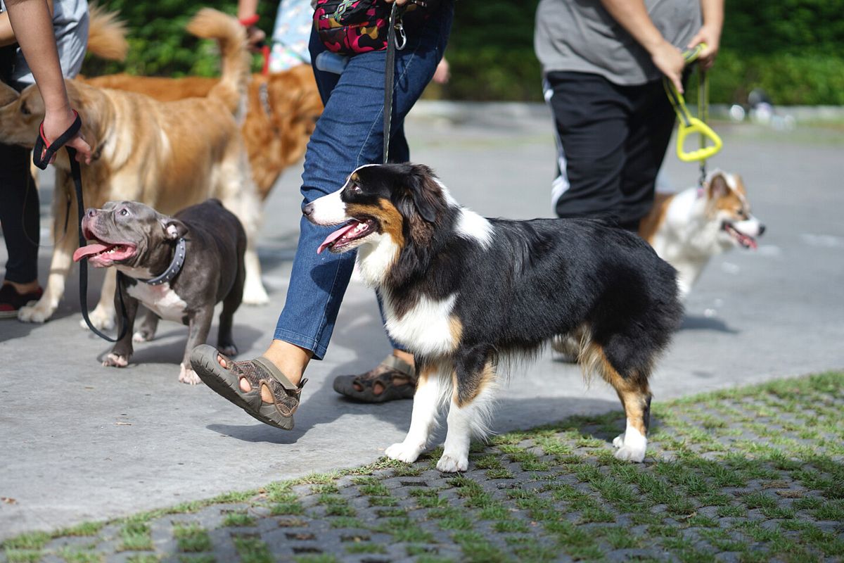 Mehrere Hunde verschiedener Rassen werden an der Leine durch den Park geführt