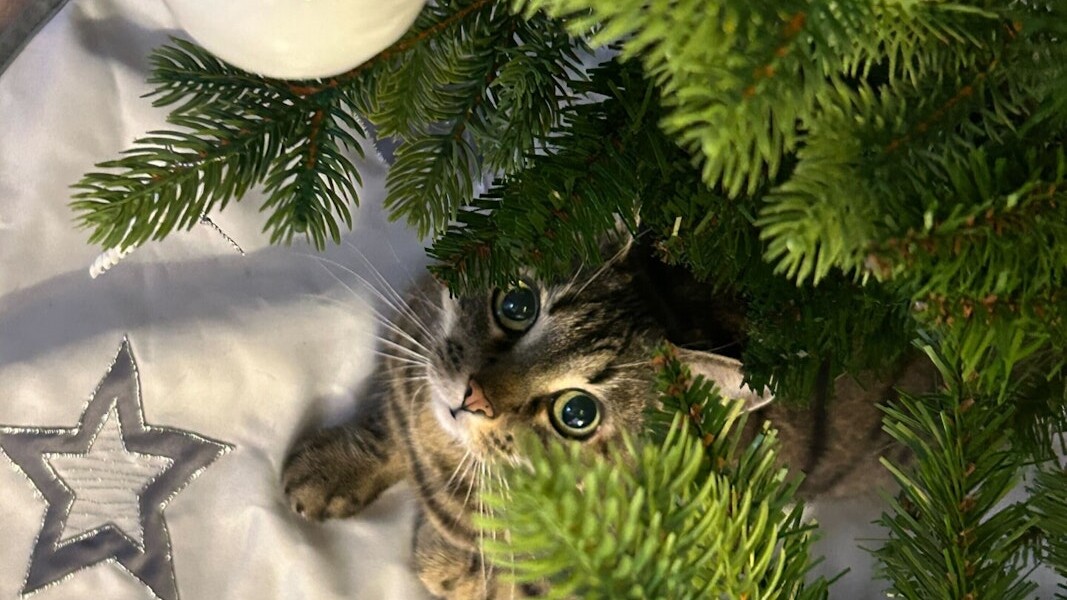 Weihnachtsfest mit Haustieren feiern