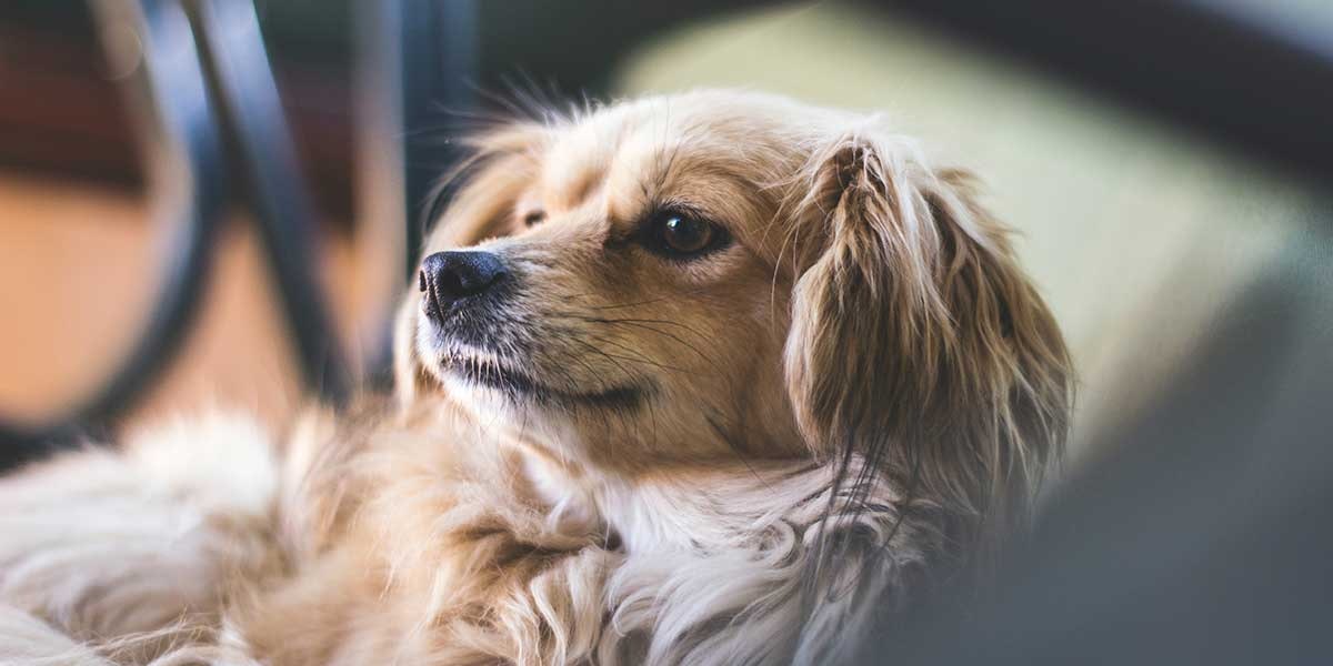 Fleischeslust Vet Care