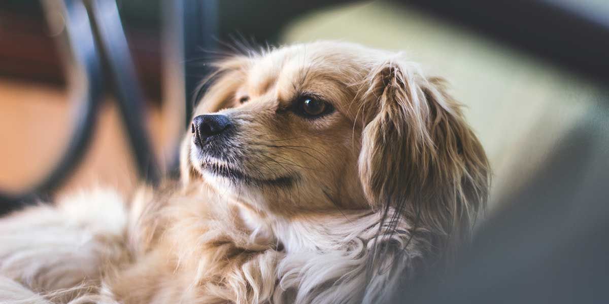 Fleischeslust Vet Care