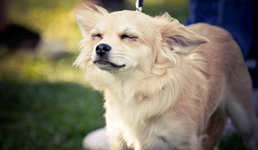 Woran erkenne ich, ob es Haarausfall oder Fellwechsel ist? Entspannter mittelgroßer Hund mit hellem Fell
