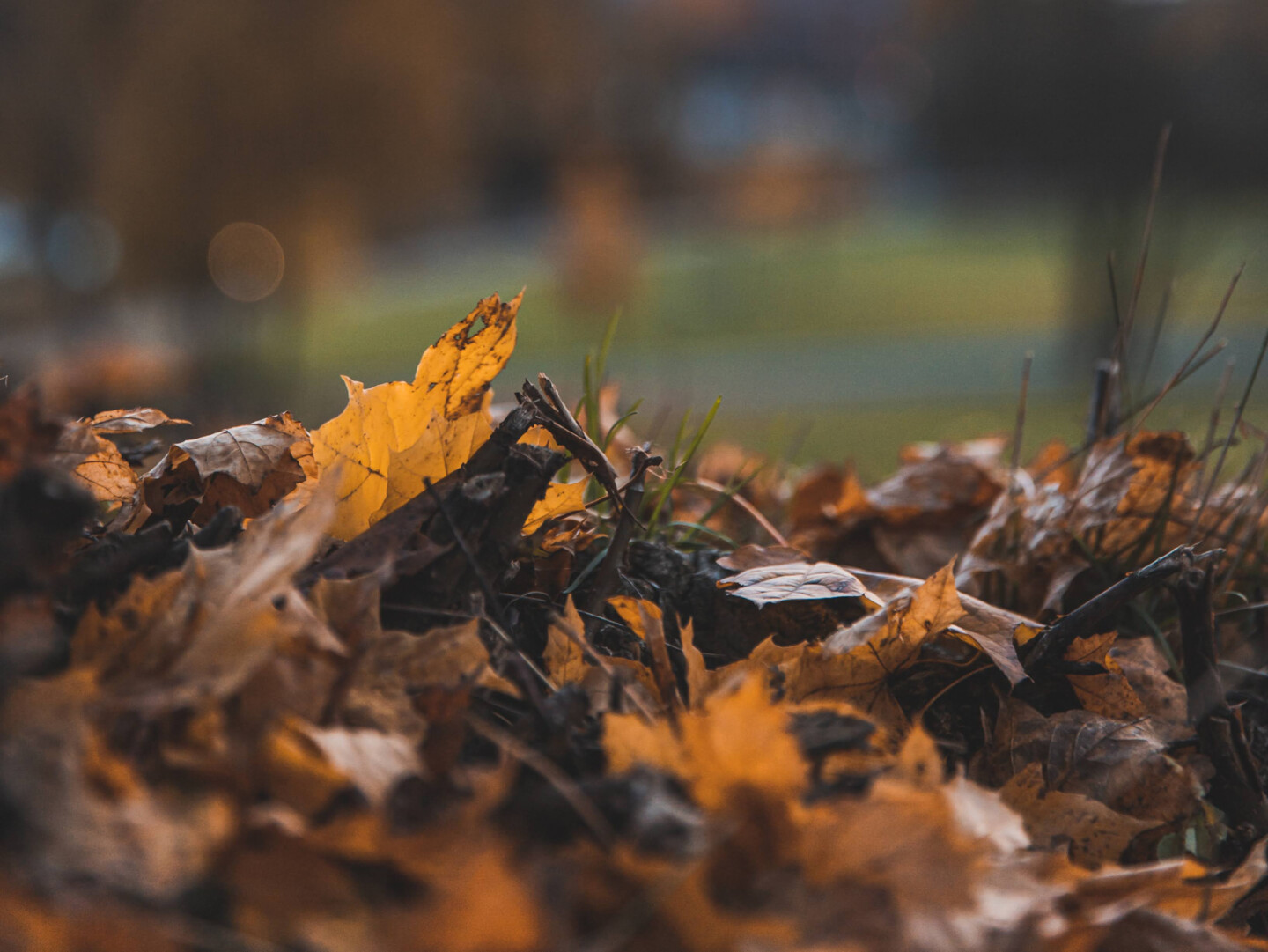 Ein Haufen buntes Herbstlaub im Gegenlicht
