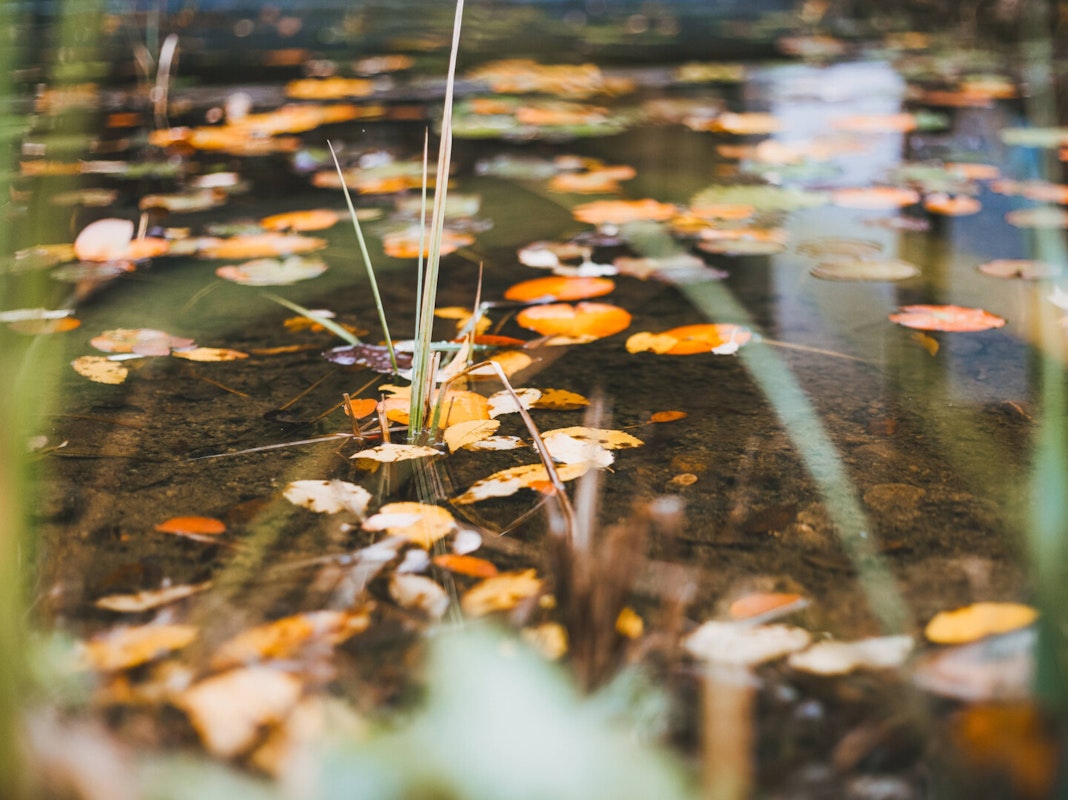 Kontrollieren Sie die Sauerstoffzufuhr im Teich Kontrollieren Sie die Sauerstoffzufuhr im Teich