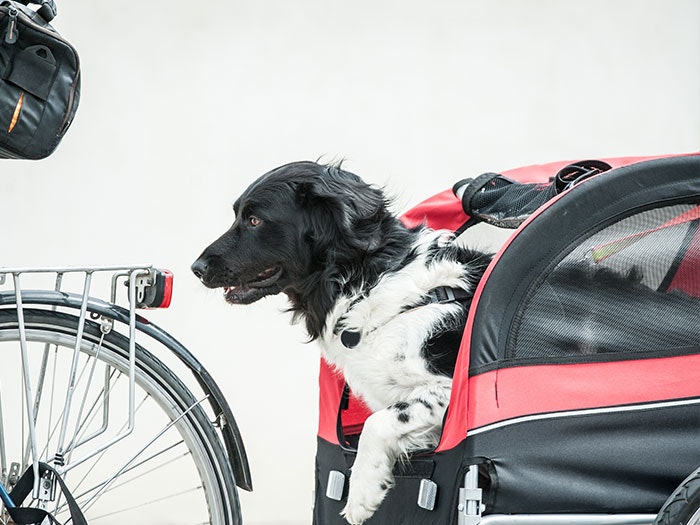 Hund Transport & Reise Fahrradanhänger Ein Hund hat es sich in einem Hundeanhänger bequem gemacht, der sicher am Fahrrad befestigt ist.