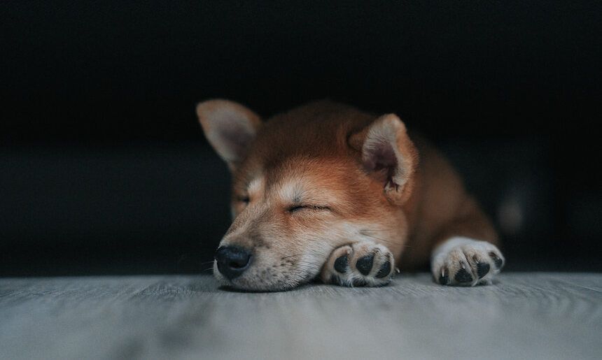 Mehr  Tierbedarf auf koempf24.de entdecken Teaser Bild 1