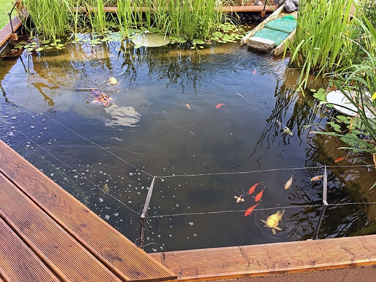 Draufsicht Teich