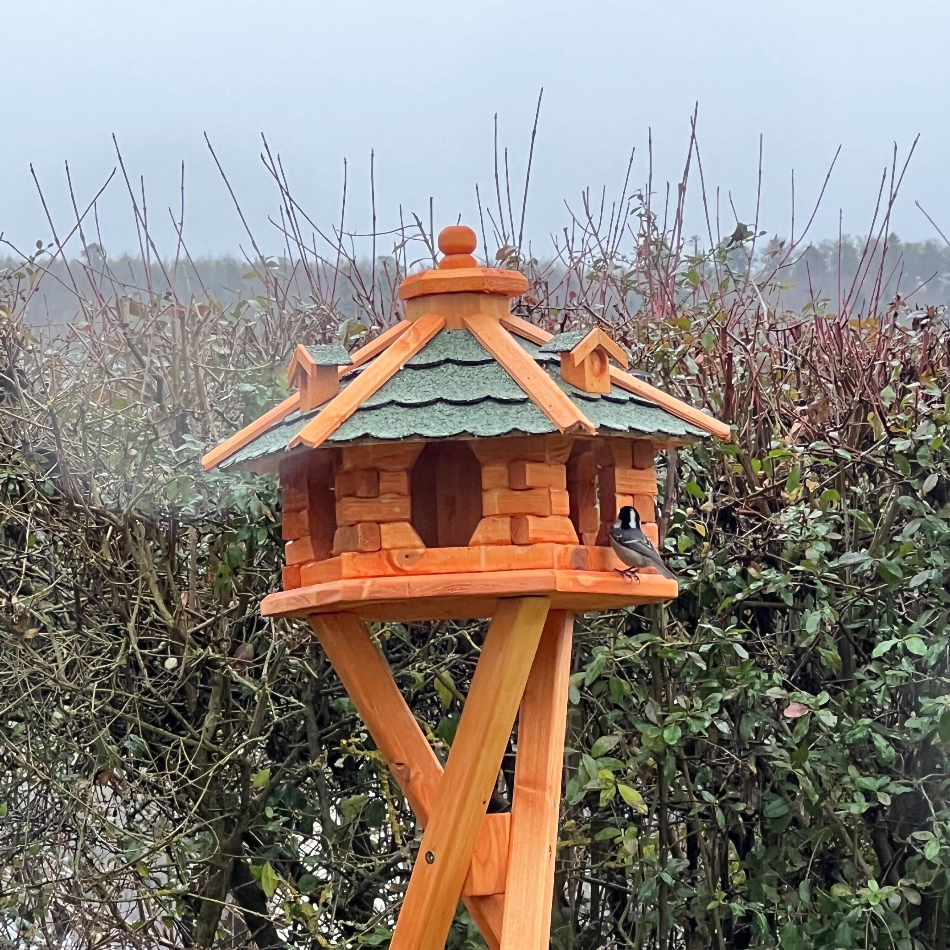 Vögel füttern im Winter