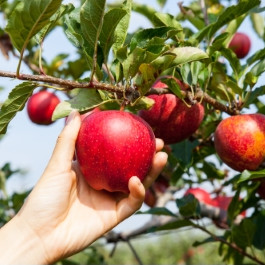 Der Herbst - Pflanzzeit für Bäume & Co.