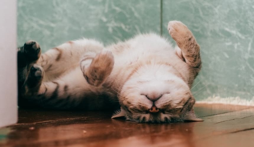 Schlafende Katze Katze schläft auf dem Rücken liegend